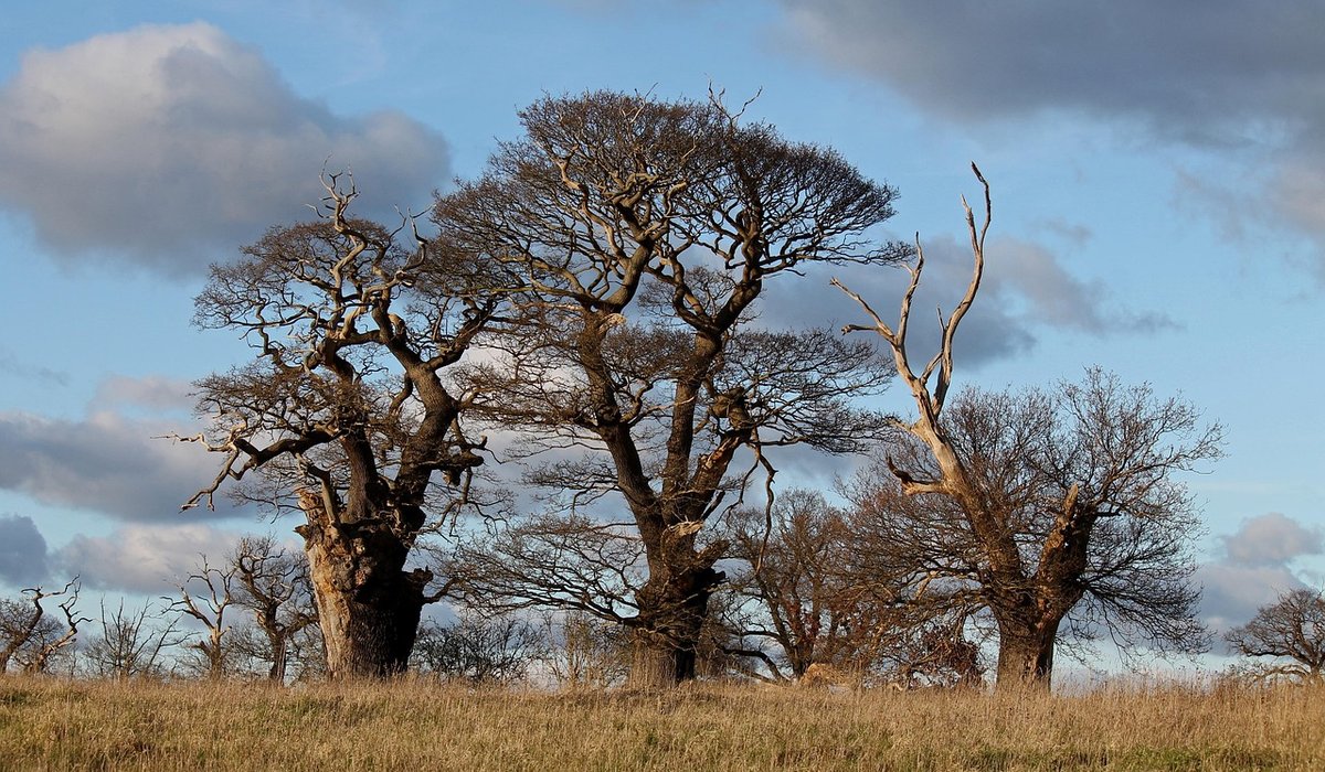 A Beginner's Guide to Responsible Wild Foraging