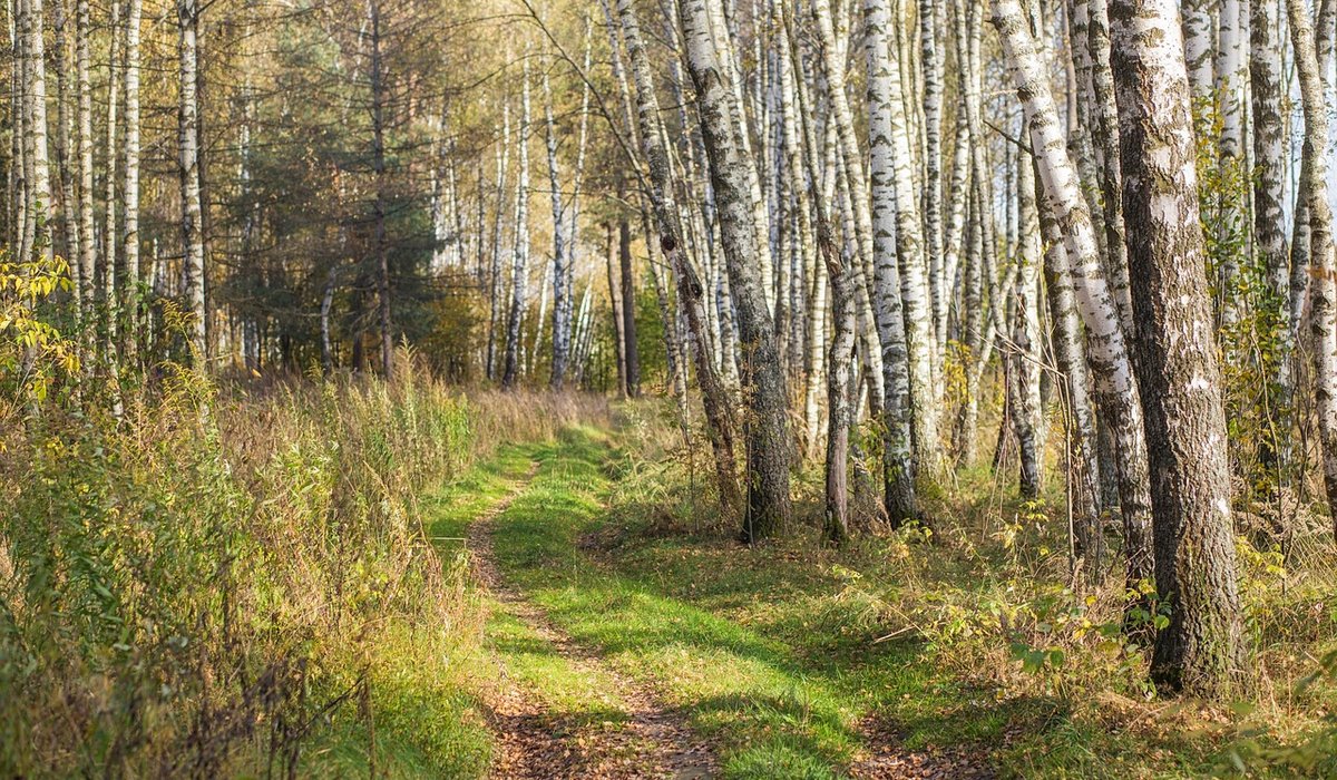How to Identify Common British Trees by Bark
