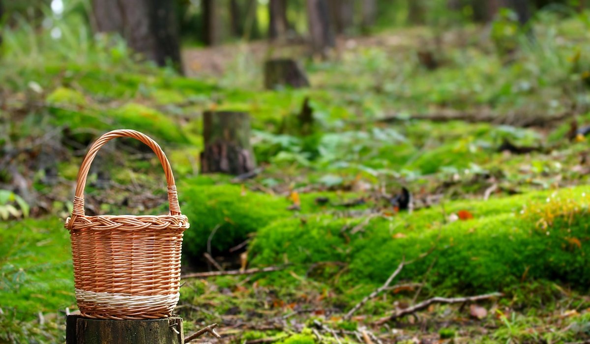 Making Natural Dyes from Birch Leaves